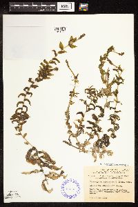 Potamogeton richardsonii image