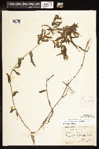 Potamogeton richardsonii image