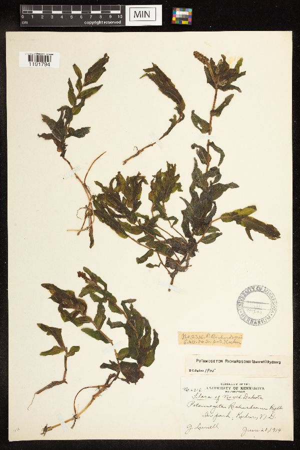 Potamogeton richardsonii image