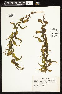 Potamogeton richardsonii image