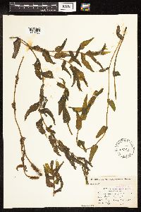 Potamogeton richardsonii image