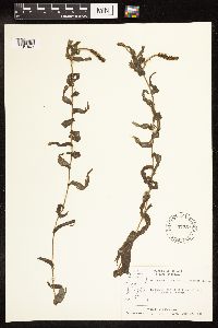 Potamogeton richardsonii image