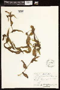 Potamogeton richardsonii image