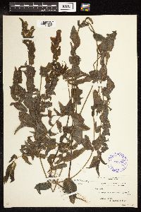 Potamogeton richardsonii image