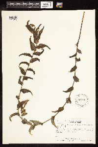 Potamogeton richardsonii image