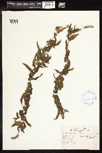 Potamogeton richardsonii image