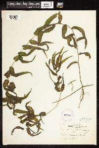 Potamogeton richardsonii image