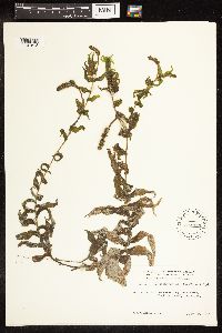 Potamogeton richardsonii image