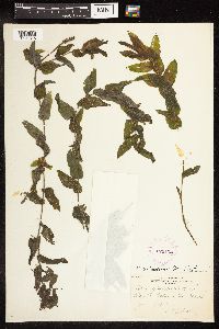 Potamogeton richardsonii image