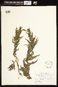 Potamogeton richardsonii image