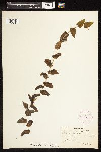 Potamogeton richardsonii image