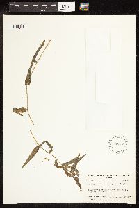 Potamogeton richardsonii image