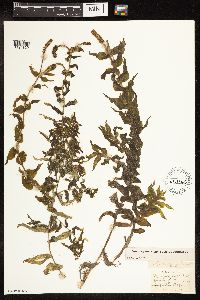 Potamogeton richardsonii image