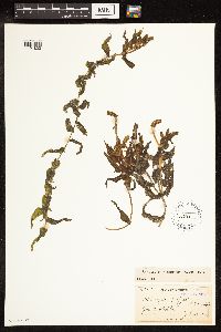 Potamogeton richardsonii image