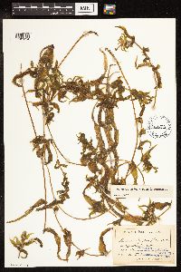 Potamogeton richardsonii image