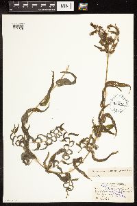 Potamogeton richardsonii image