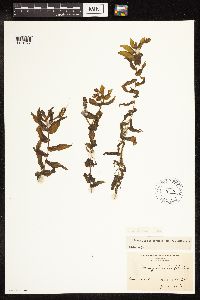 Potamogeton richardsonii image