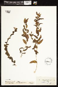 Potamogeton richardsonii image