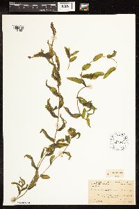 Potamogeton richardsonii image