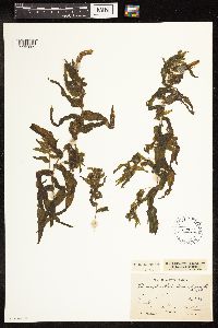 Potamogeton richardsonii image