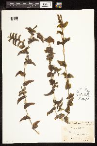 Potamogeton richardsonii image