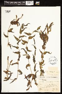 Potamogeton richardsonii image