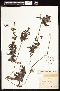 Potamogeton richardsonii image