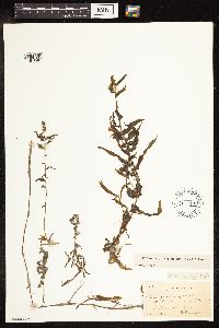 Potamogeton richardsonii image