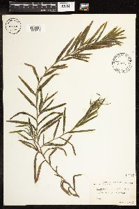 Potamogeton robbinsii image