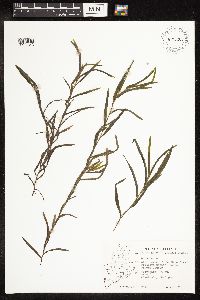 Potamogeton robbinsii image