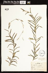 Potamogeton robbinsii image