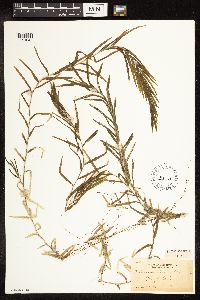 Potamogeton robbinsii image