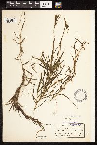 Potamogeton robbinsii image