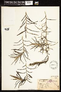 Potamogeton robbinsii image