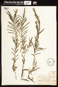 Potamogeton robbinsii image