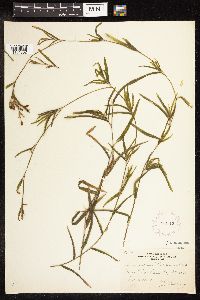 Potamogeton robbinsii image