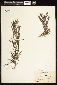 Potamogeton robbinsii image