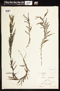 Potamogeton robbinsii image