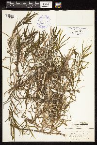 Potamogeton robbinsii image