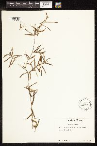 Potamogeton robbinsii image