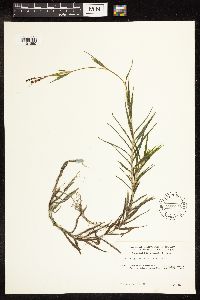 Potamogeton robbinsii image