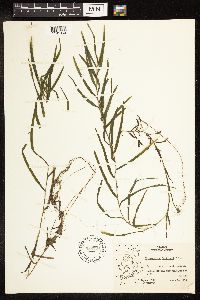 Potamogeton robbinsii image