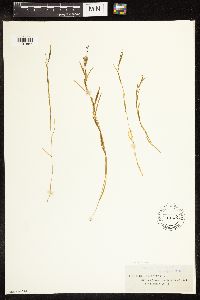 Potamogeton zosteriformis image