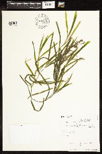 Potamogeton zosteriformis image