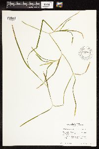 Potamogeton zosteriformis image