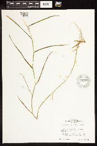 Potamogeton zosteriformis image