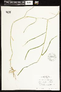 Potamogeton zosteriformis image