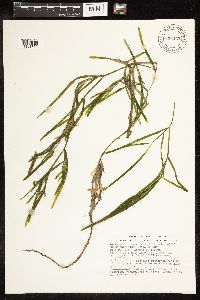 Potamogeton zosteriformis image