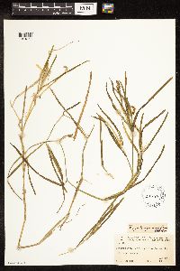 Potamogeton zosteriformis image