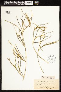 Potamogeton zosteriformis image